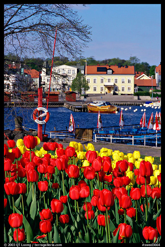 River and tulips, Vastervik. Gotaland, Sweden