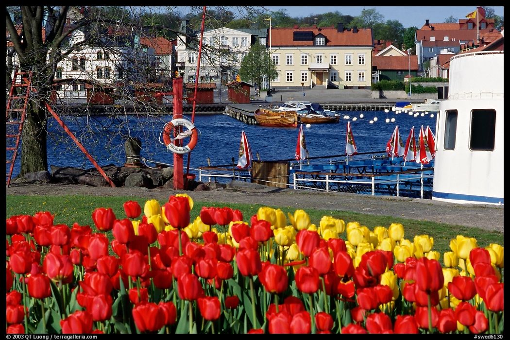 River and tulips, Vastervik. Gotaland, Sweden
