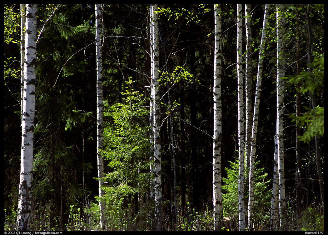 Aspen trees. Central Sweden