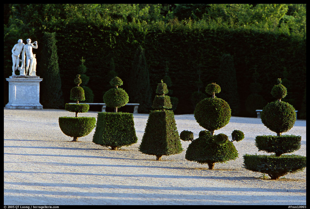 Hedged trees, palace gardens. France
