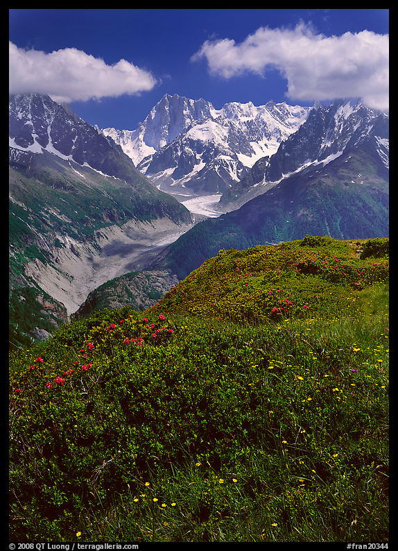 Meadow with wildflowers with Grandes Jorasses in the background, Chamonix. France