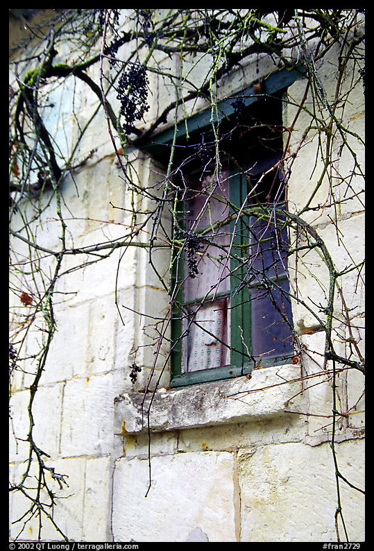 Window with dried grapes. Loire Valley, France