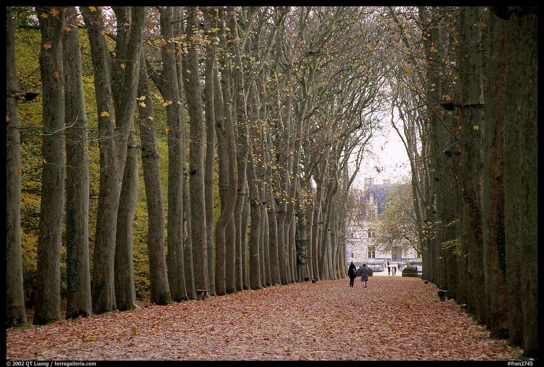Alley leading to the Chenonceaux chateau. Loire Valley, France
