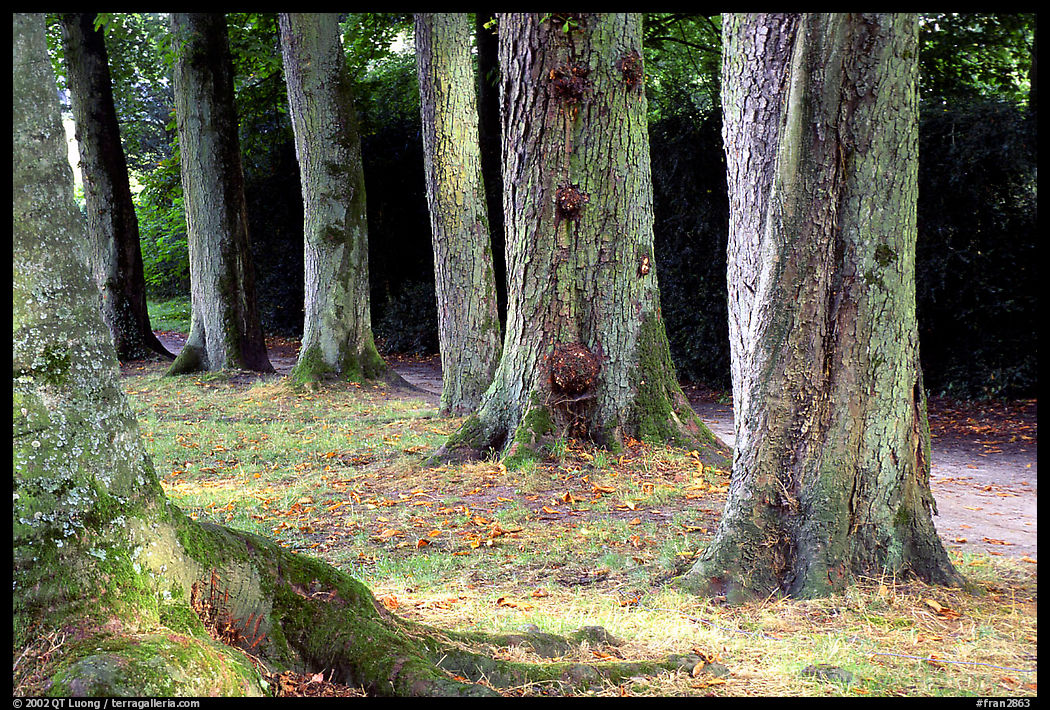 Trees in Fontainebleau park. France
