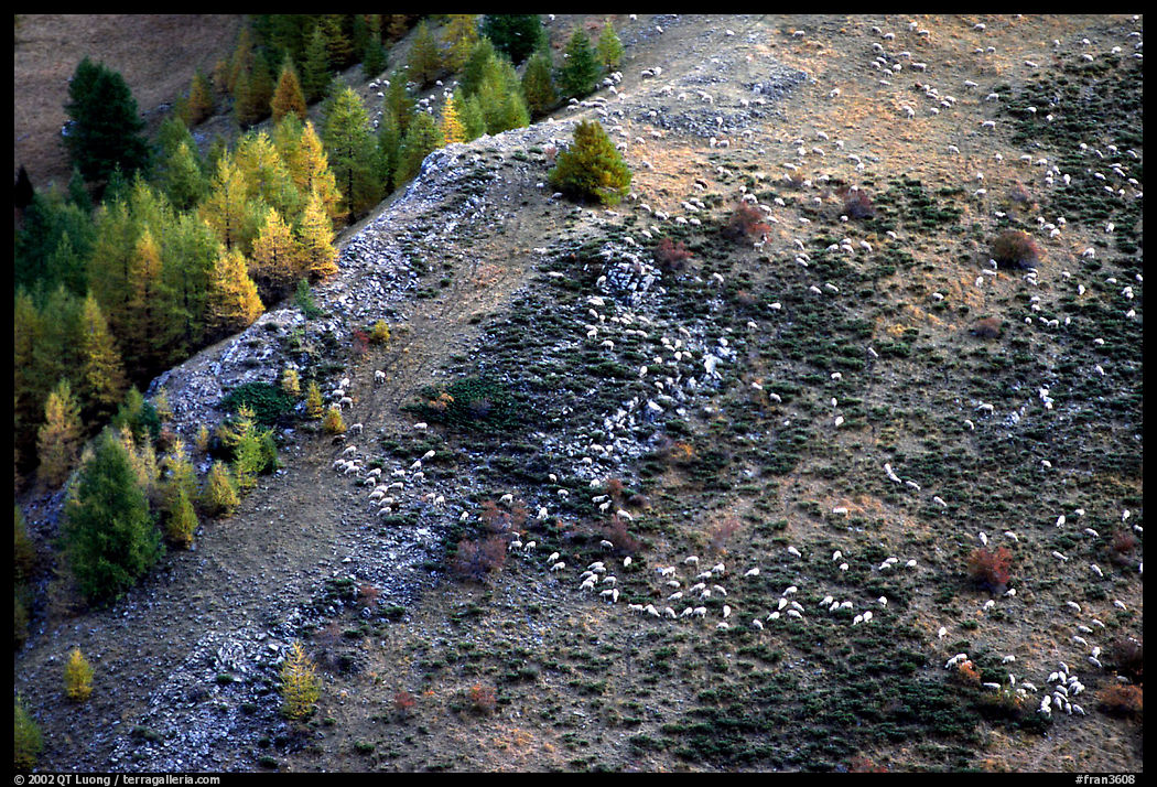 Herd of sheep on mountainside. Maritime Alps, France