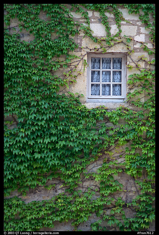 Ivy and window, Fontenay Abbey. Burgundy, France