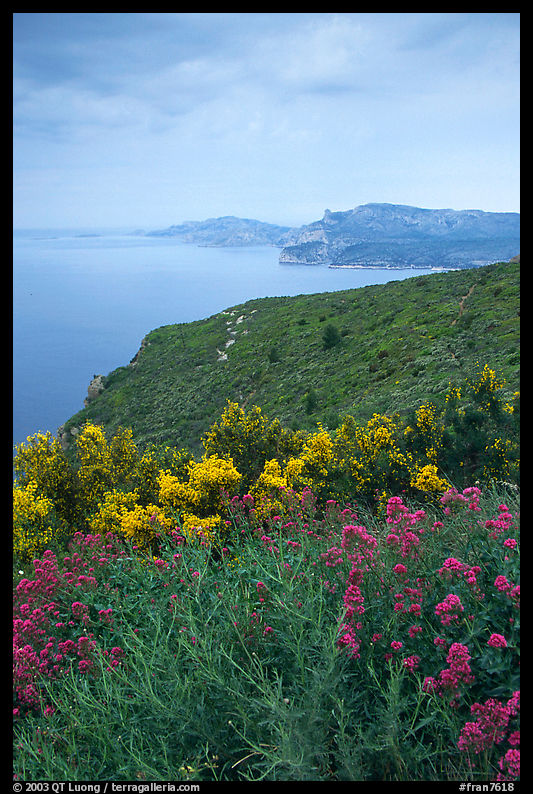 Wildflowers and Mediterranean seen from Route des Cretes. Marseille, France