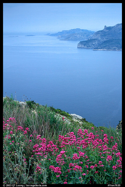 Wildflowers and cliffs dropping into the Mediterranean seen from Route des Cretes. Marseille, France