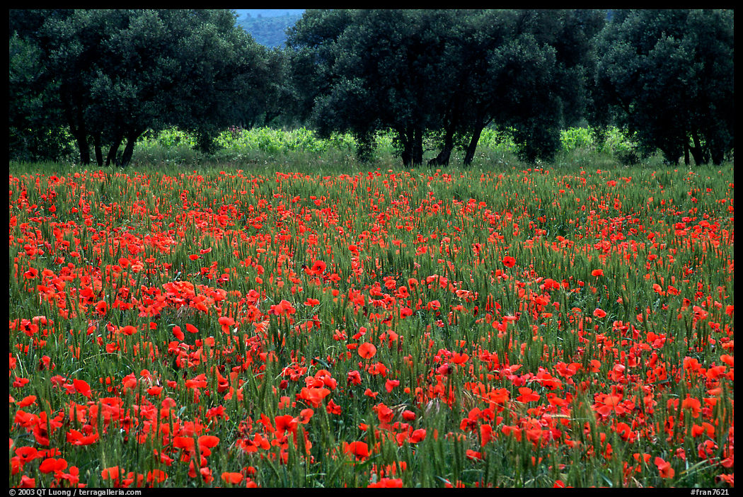 Red poppies and olive trees. Marseille, France