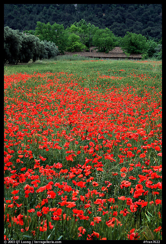 Red poppies and farm in the distance. Marseille, France