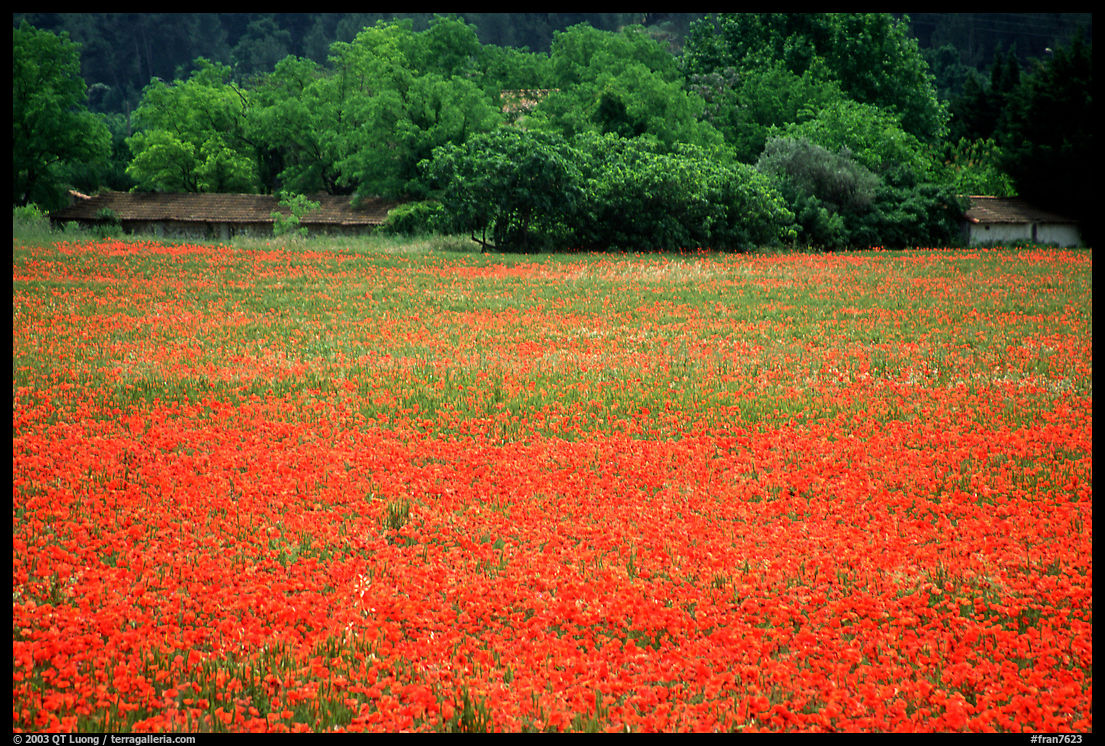 Red poppies and farm in the distance. Marseille, France