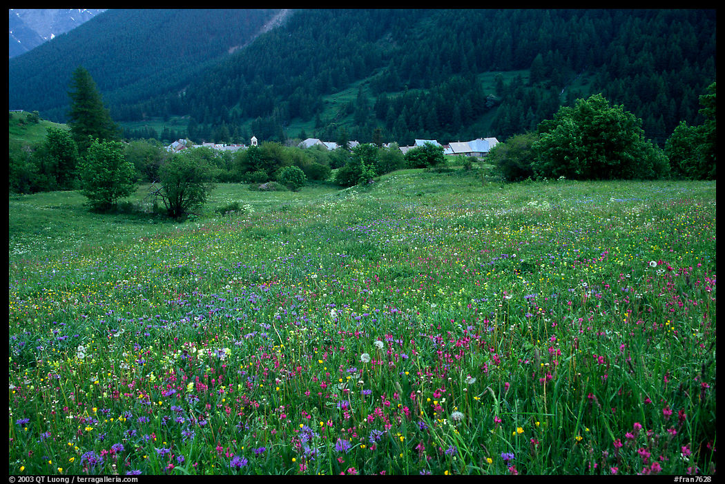 Meadow with wildflowers and village near Lautaret Pass. France