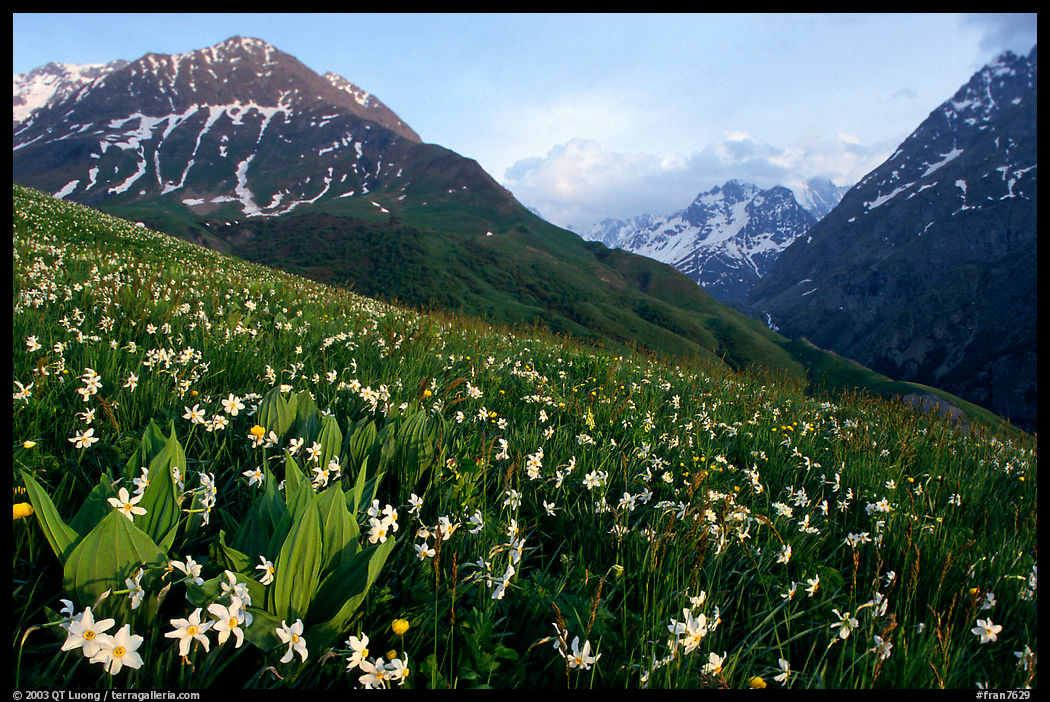Wildflowers and Oisans range near Villar d'Arene, late afternoon. France