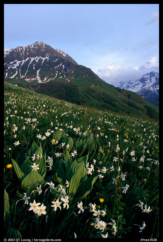 Wildflowers and Oisans range near Villar d'Arene, late afternoon. France