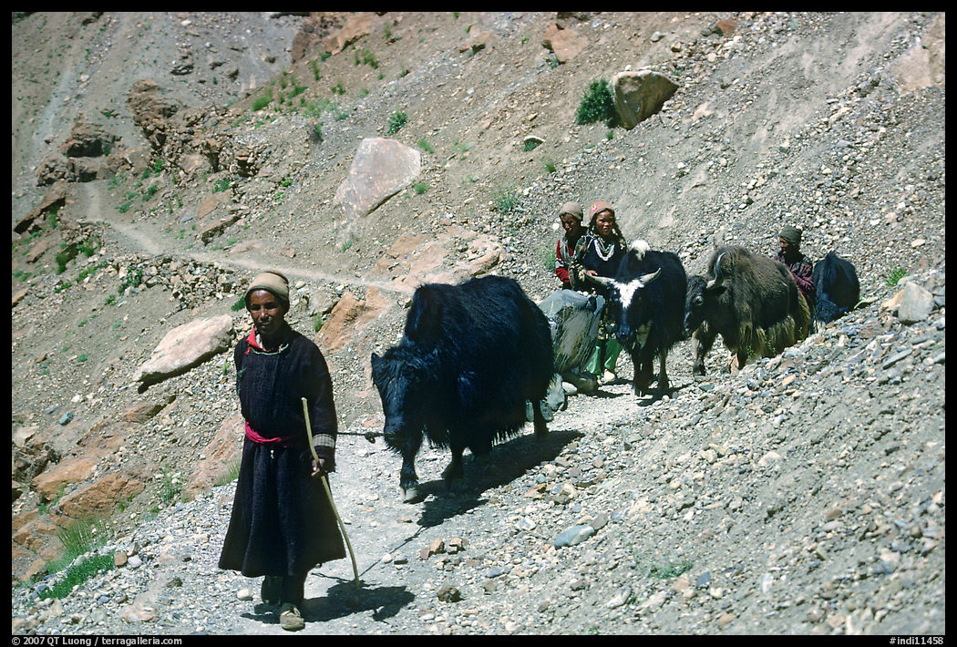 Group of people on narrow mountain trail with yaks, Zanskar, Jammu and Kashmir. India