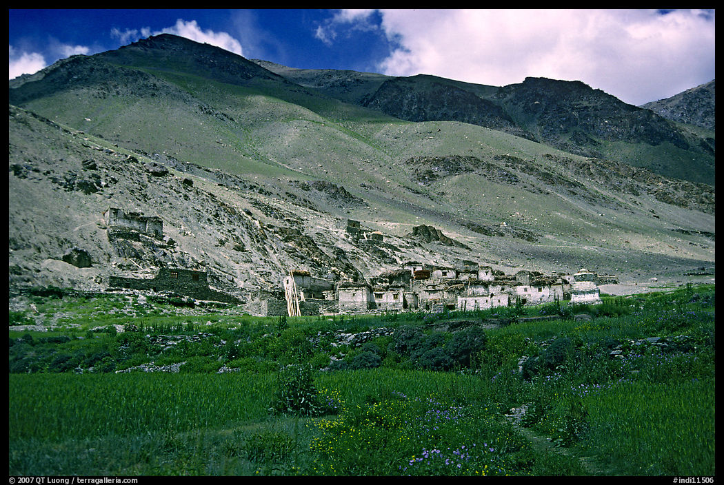 Field of barley grasses, village, and hills, Zanskar, Jammu and Kashmir. India
