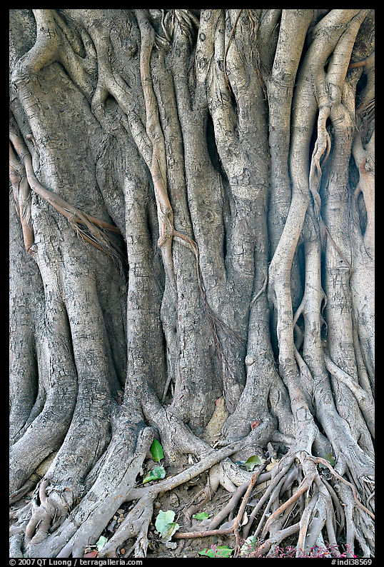Banyan tree trunk detail. New Delhi, India