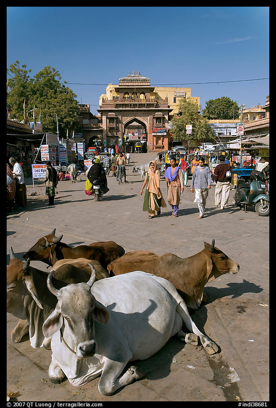 Sacred cows lying in Sardar Market. Jodhpur, Rajasthan, India