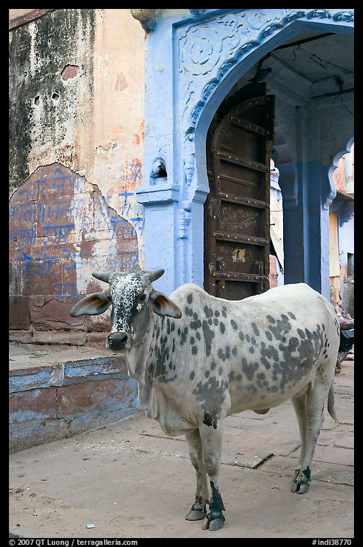 Cow and blue-washed archway. Jodhpur, Rajasthan, India