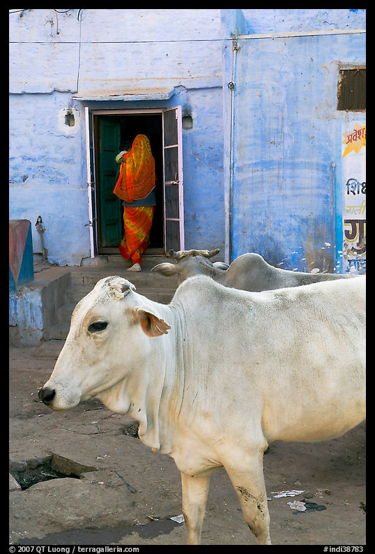 Cow and house with blue-washed walls. Jodhpur, Rajasthan, India