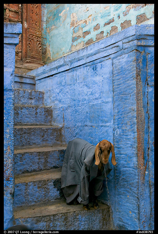 Goat covered with blanket on a blue entrance steps. Jodhpur, Rajasthan, India