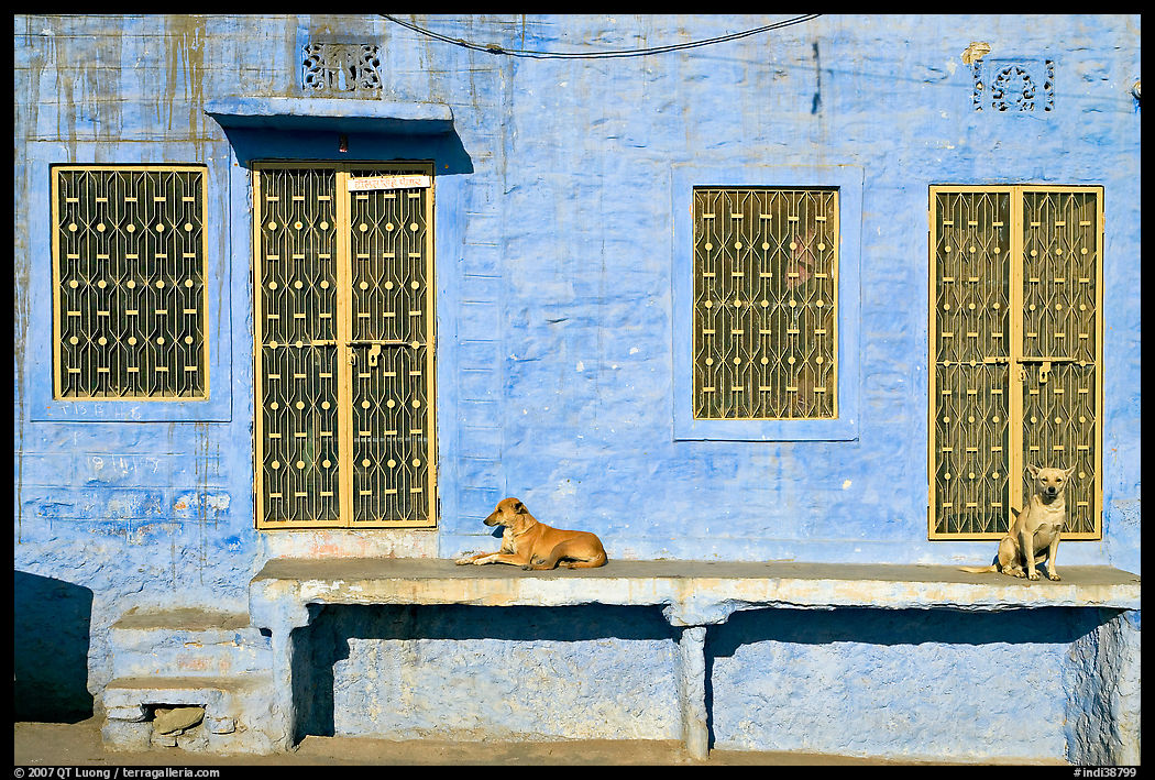 Dogs and sunlit blue house. Jodhpur, Rajasthan, India