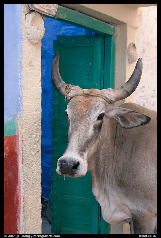 Cow and doorway. Jodhpur, Rajasthan, India