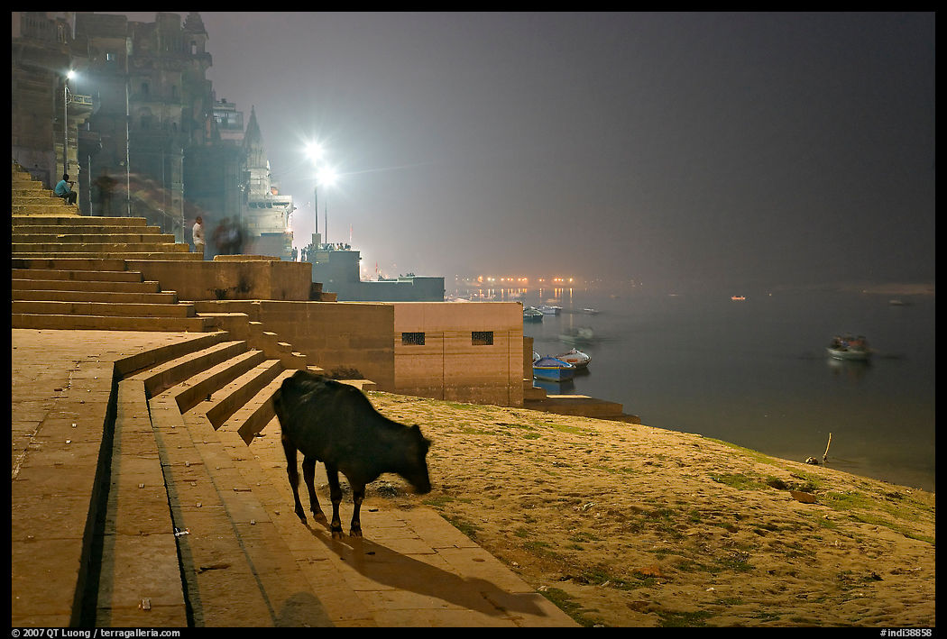 Sacred cow on the banks of Ganges River at night. Varanasi, Uttar Pradesh, India