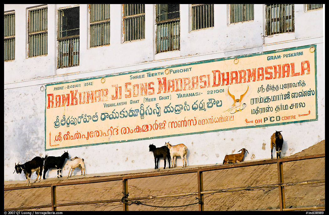 Sheep below a sign in English and Hindi. Varanasi, Uttar Pradesh, India
