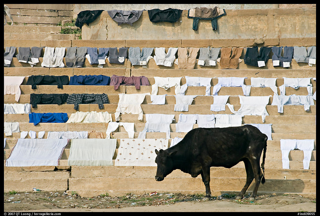 Cow and laundry. Varanasi, Uttar Pradesh, India