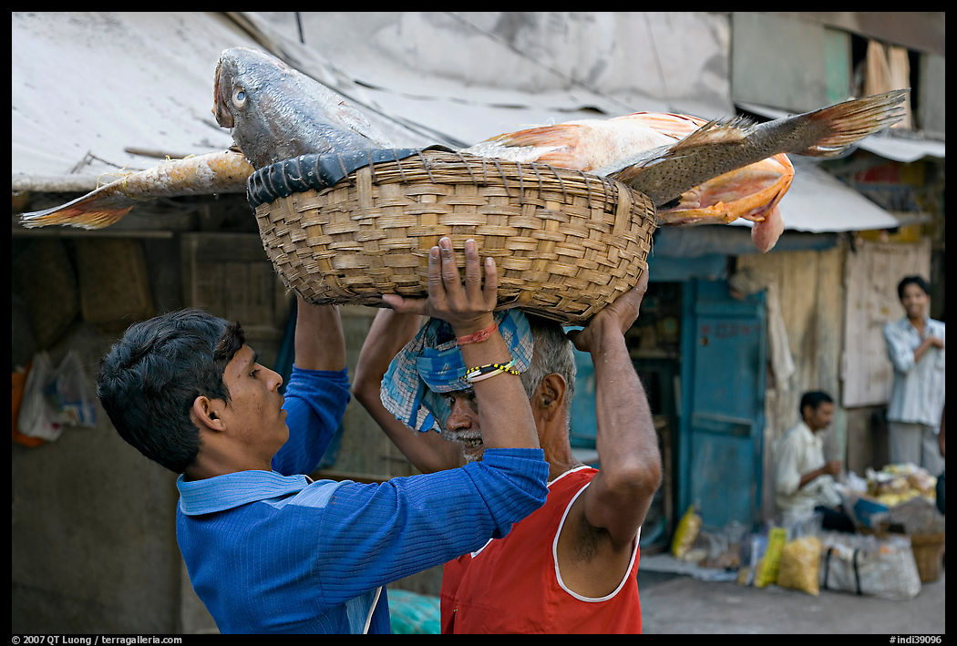Men unloading basket with huge fish from head, Colaba Market. Mumbai, Maharashtra, India