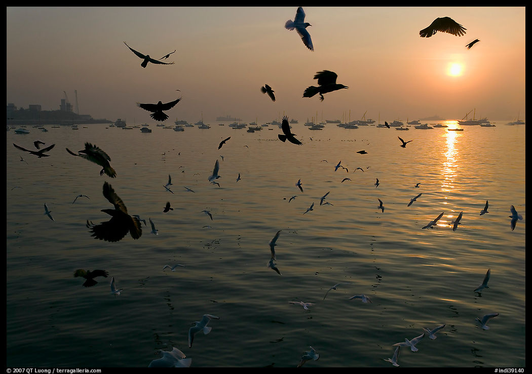 Multitude of birds flying in front of sunrise over harbor. Mumbai, Maharashtra, India