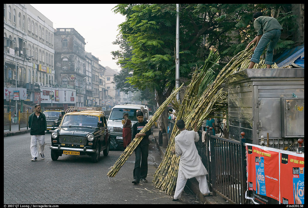 Men loading sugar cane on a street booth. Mumbai, Maharashtra, India