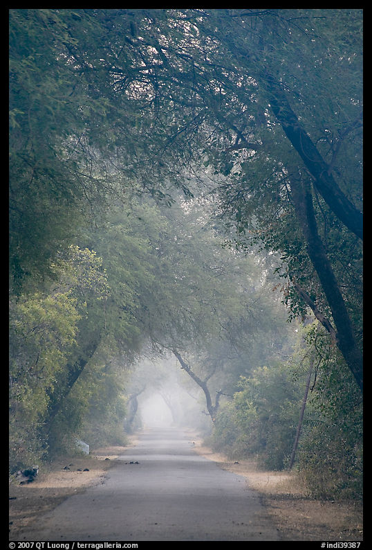 Main path in the dawn mist, Keoladeo Ghana National Park. Bharatpur, Rajasthan, India