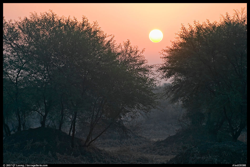 Trees at sunrise, Keoladeo Ghana National Park. Bharatpur, Rajasthan, India