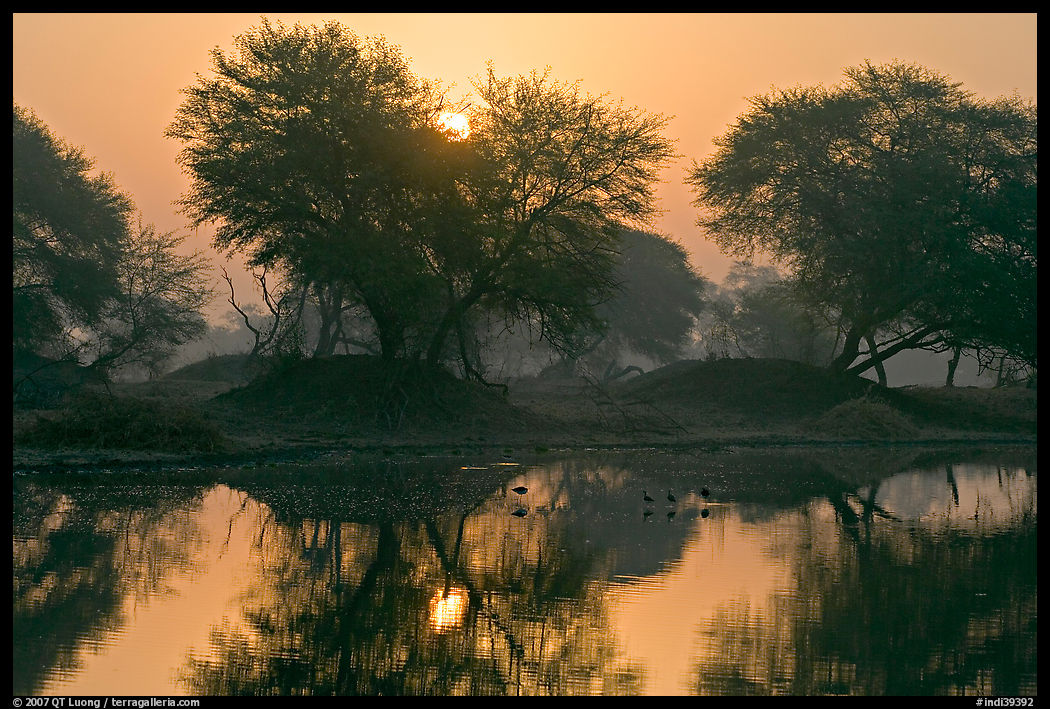Pond at sunrise, Keoladeo Ghana National Park. Bharatpur, Rajasthan, India