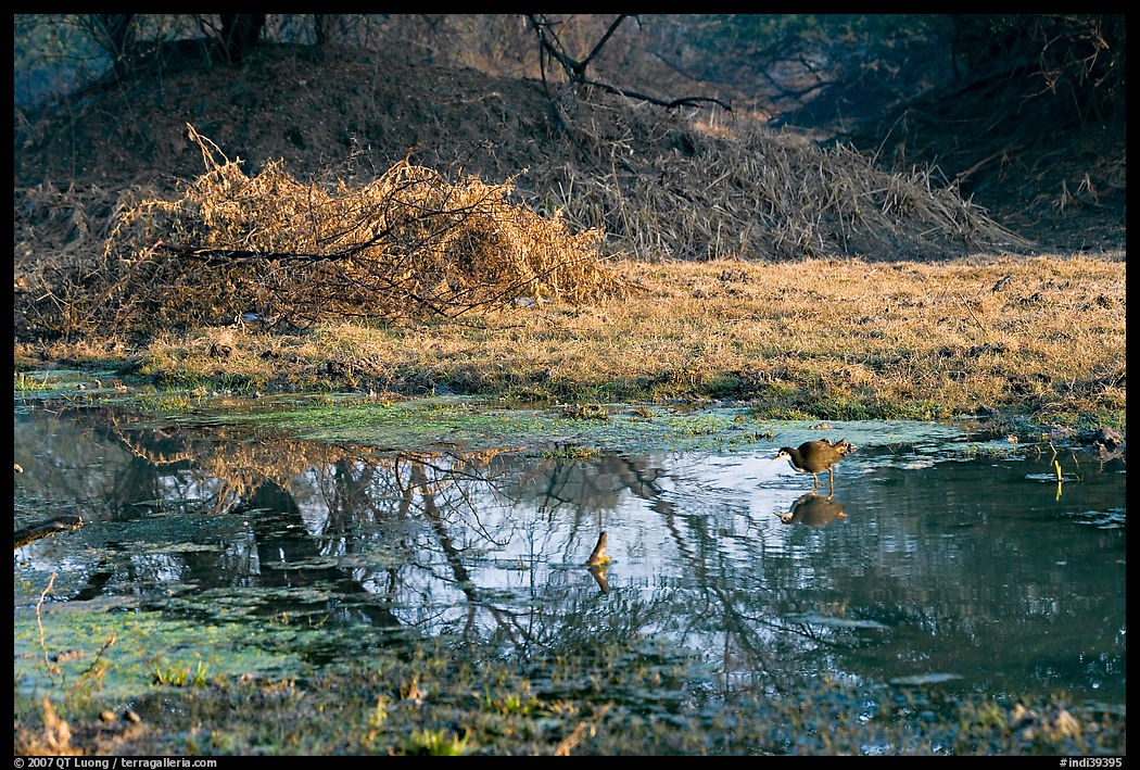 Pond and bird, Keoladeo Ghana National Park. Bharatpur, Rajasthan, India
