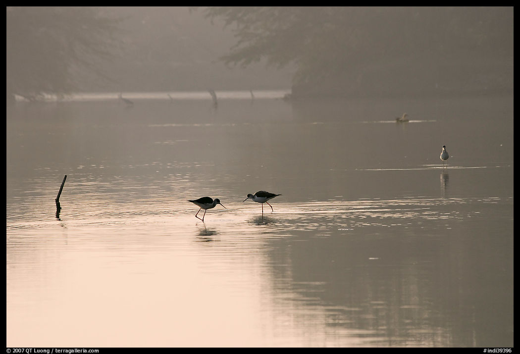 Wadding birds in pond, Keoladeo Ghana National Park. Bharatpur, Rajasthan, India
