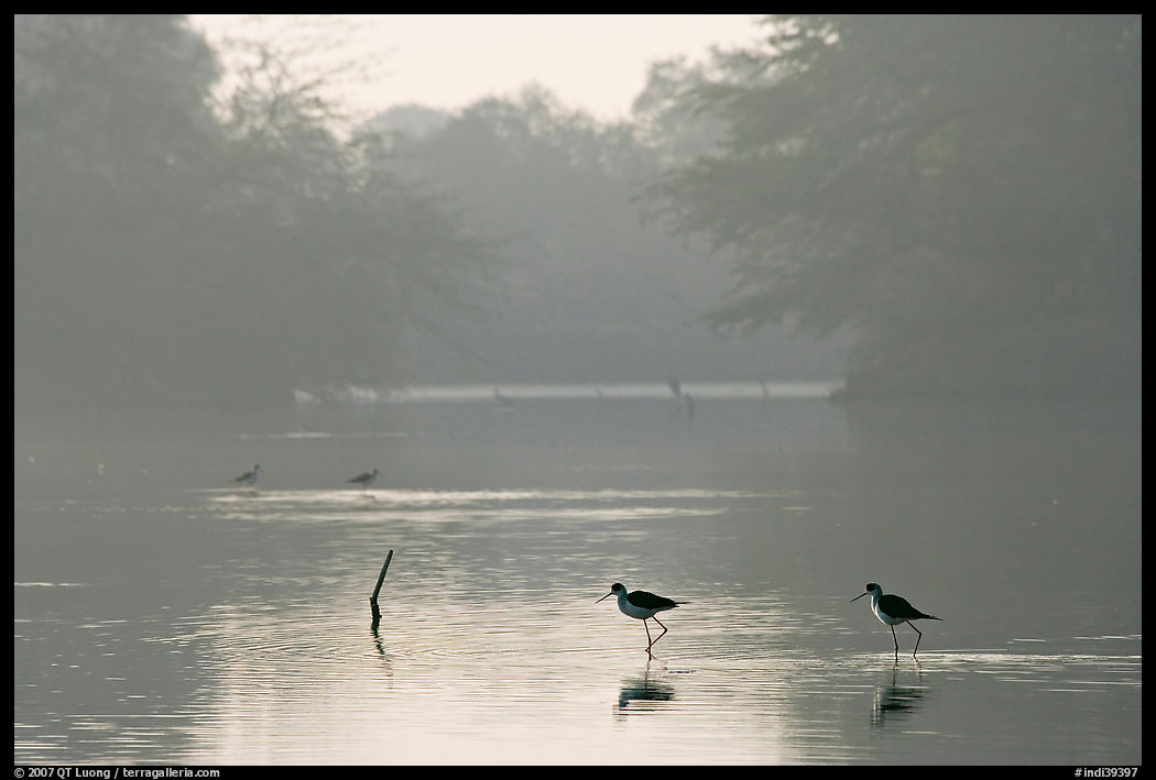 Pond with wadding birds, Keoladeo Ghana National Park. Bharatpur, Rajasthan, India
