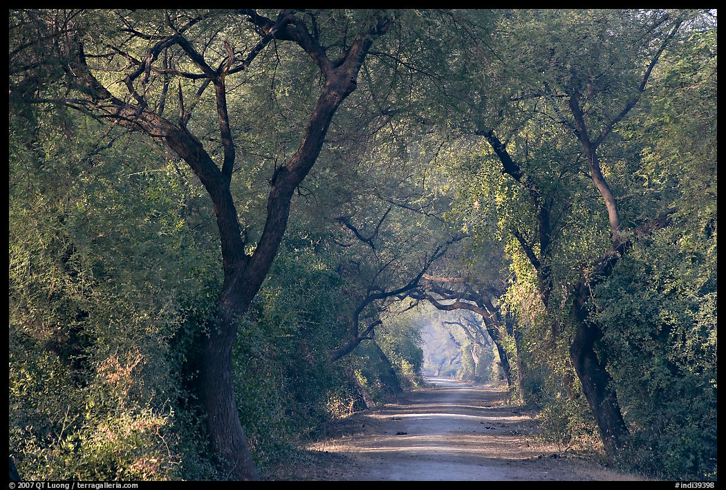 Path through tree tunnel, Keoladeo Ghana National Park. Bharatpur, Rajasthan, India