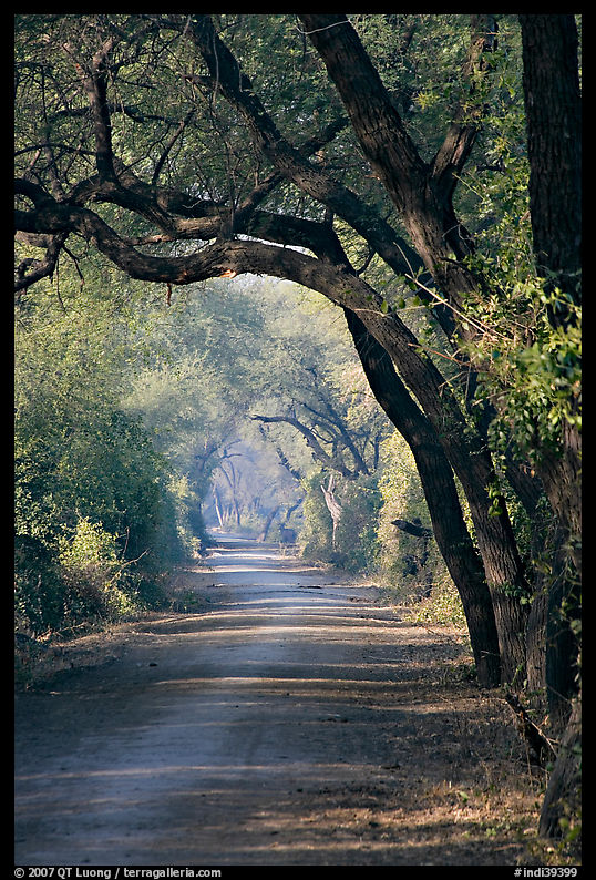 Path and tree tunnel, Keoladeo Ghana National Park. Bharatpur, Rajasthan, India