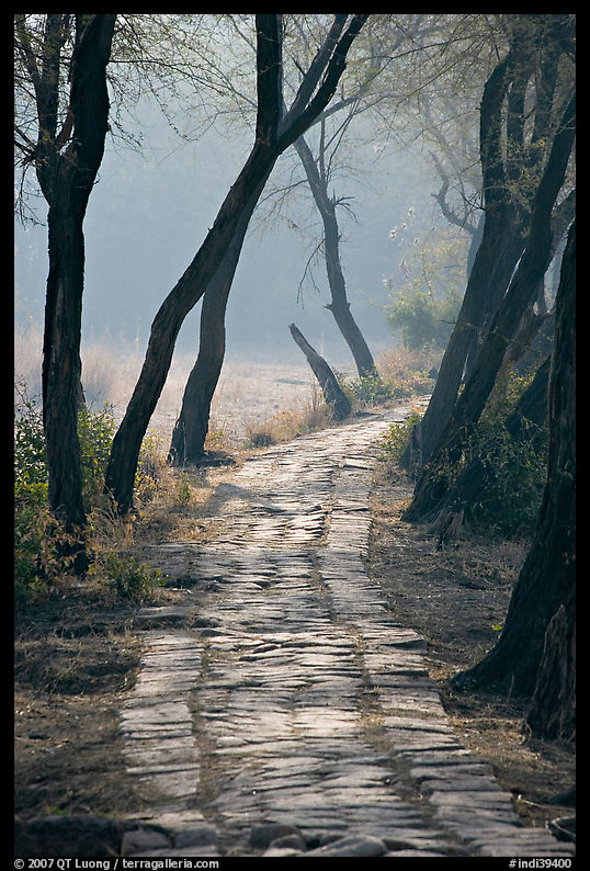 Secondary path, Keoladeo Ghana National Park. Bharatpur, Rajasthan, India