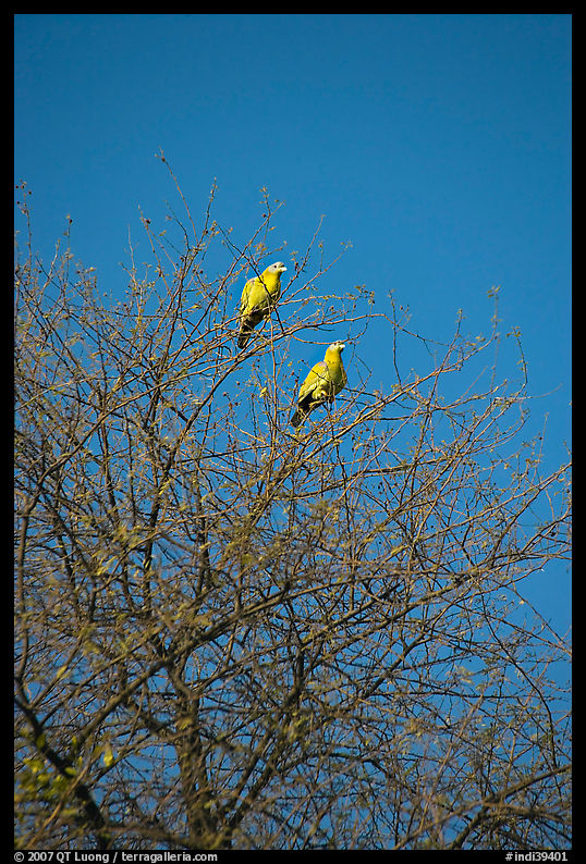 Yellow pigeons, Keoladeo Ghana National Park. Bharatpur, Rajasthan, India