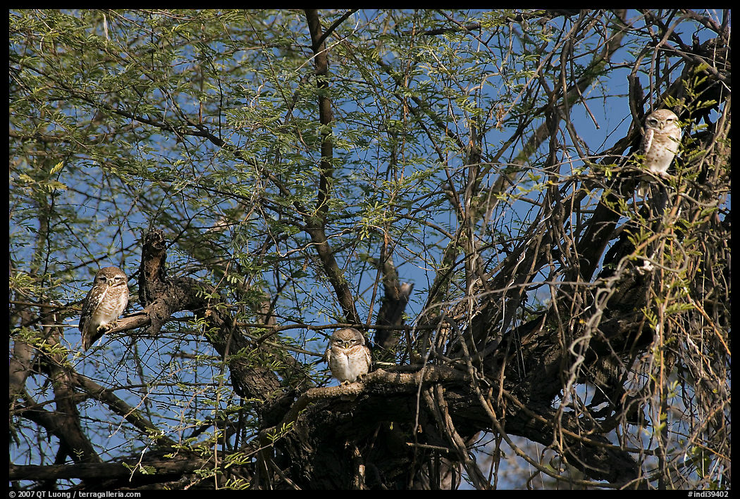 Owls perched in tree, Keoladeo Ghana National Park. Bharatpur, Rajasthan, India