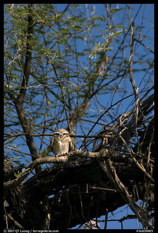 Owl perched in tree, Keoladeo Ghana National Park. Bharatpur, Rajasthan, India