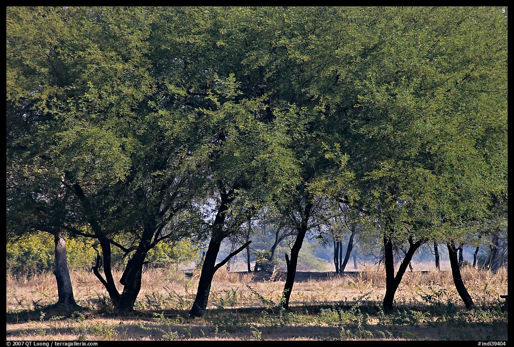 Trees, Keoladeo Ghana National Park. Bharatpur, Rajasthan, India