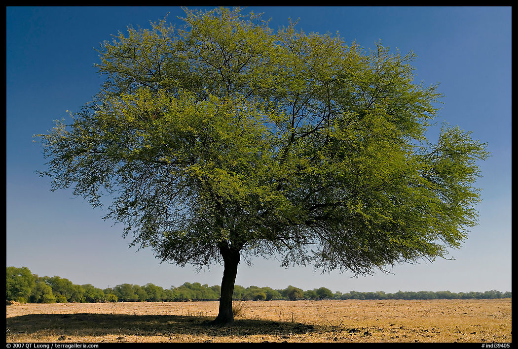 Isolated tree in open grassland, Keoladeo Ghana National Park. Bharatpur, Rajasthan, India