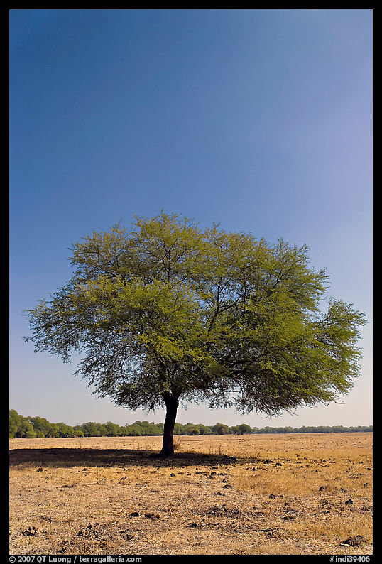 Isolated tree, Keoladeo Ghana National Park. Bharatpur, Rajasthan, India