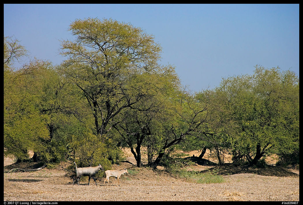 Animals and trees, Keoladeo Ghana National Park. Bharatpur, Rajasthan, India