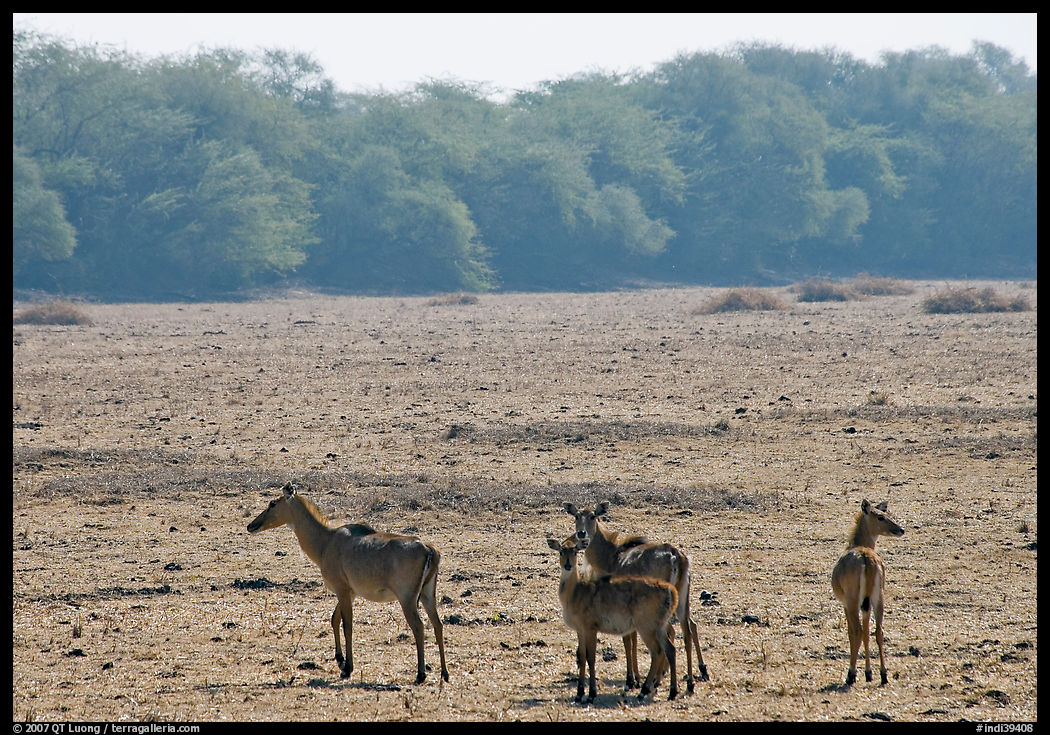 Dear in open meadow, Keoladeo Ghana National Park. Bharatpur, Rajasthan, India